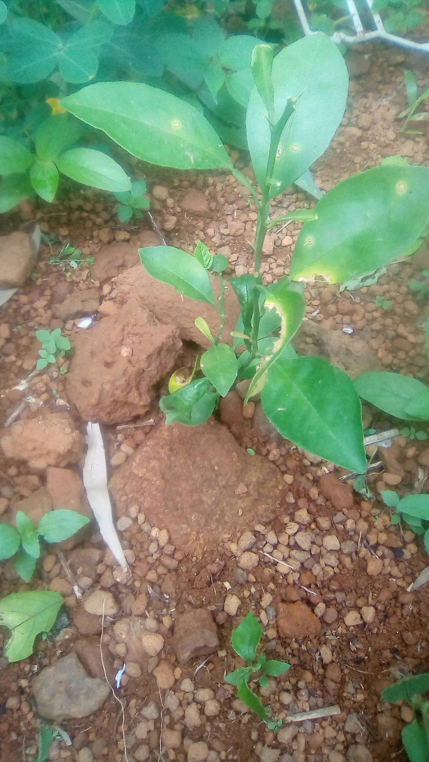 tree