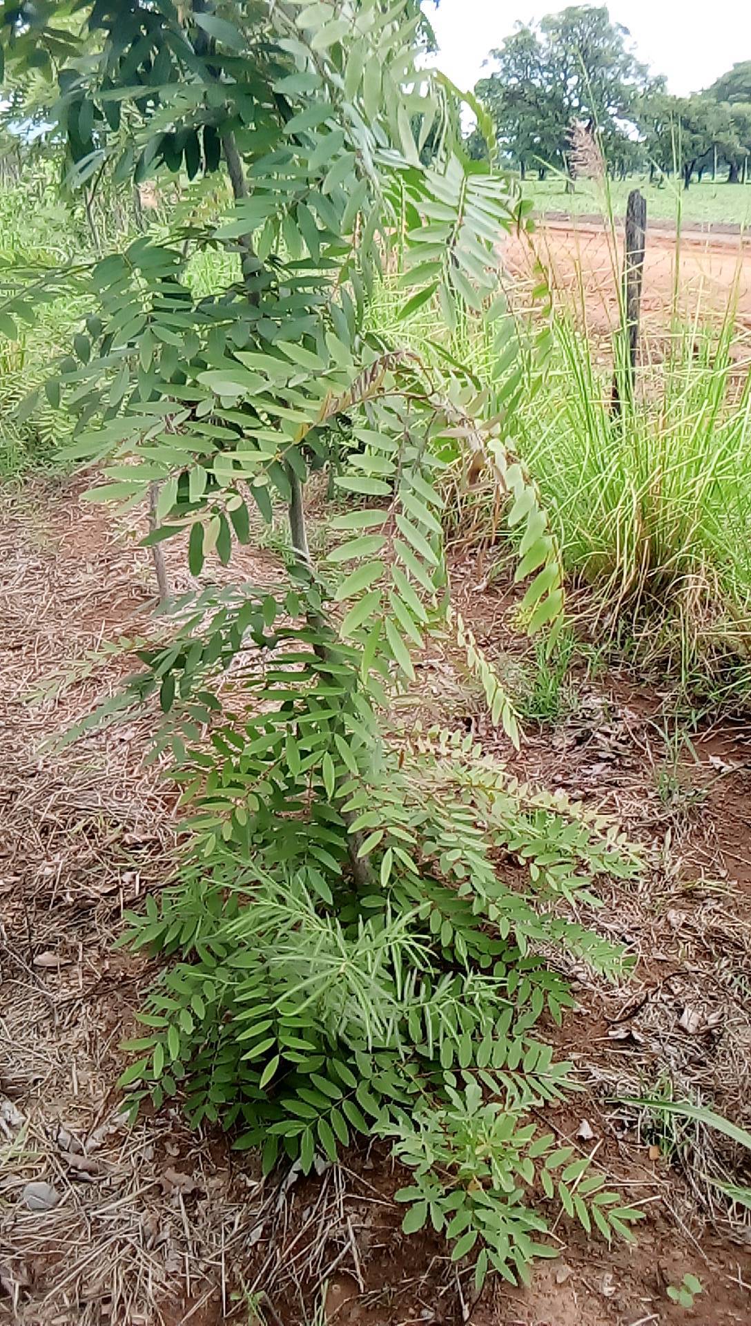 tree