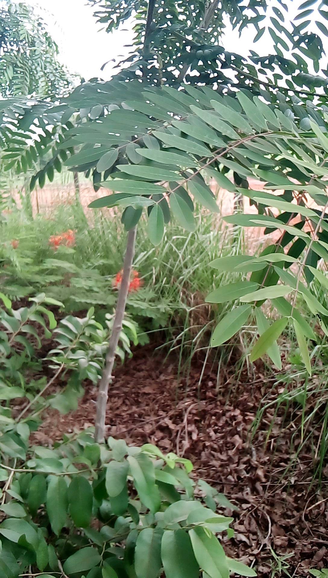 tree
