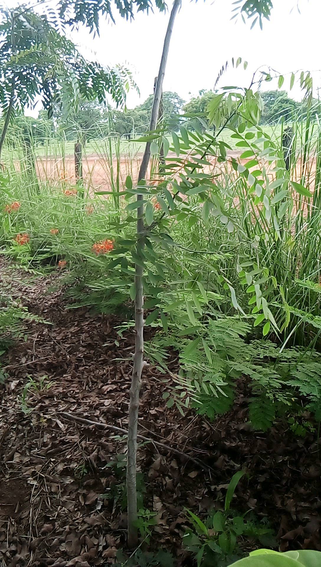tree