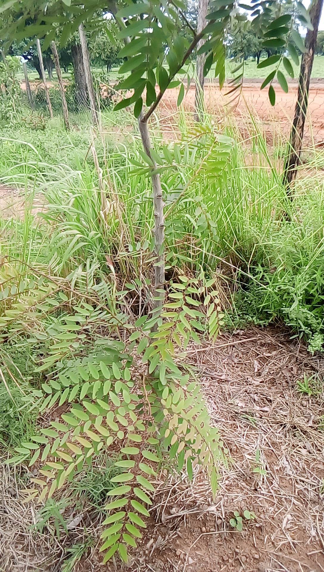 tree