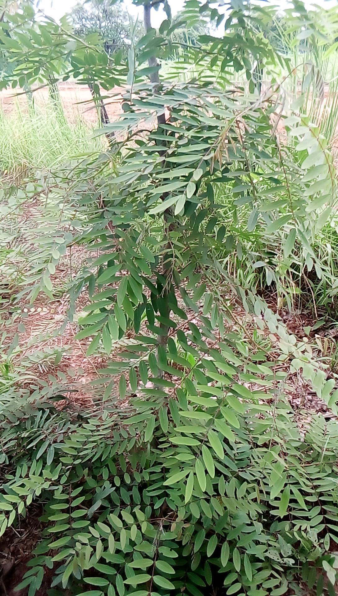 tree