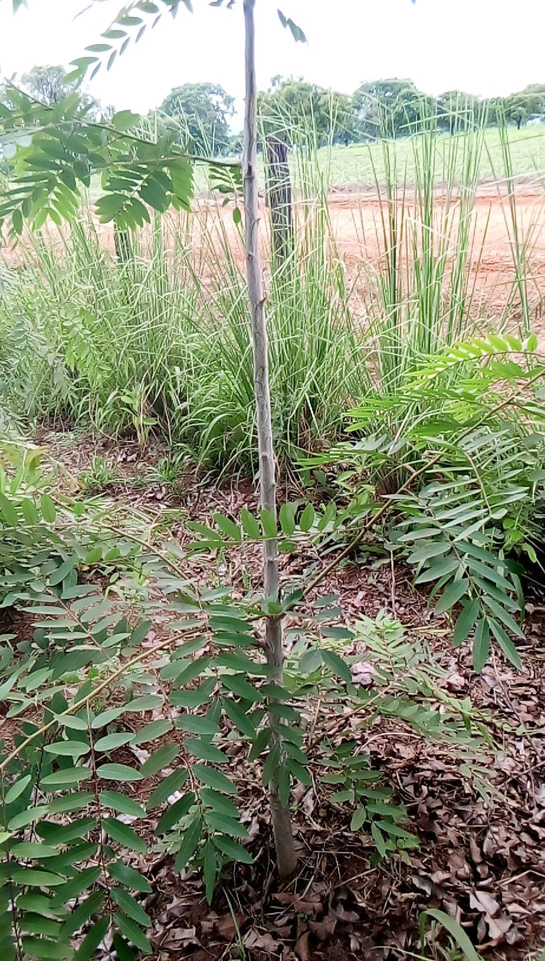tree
