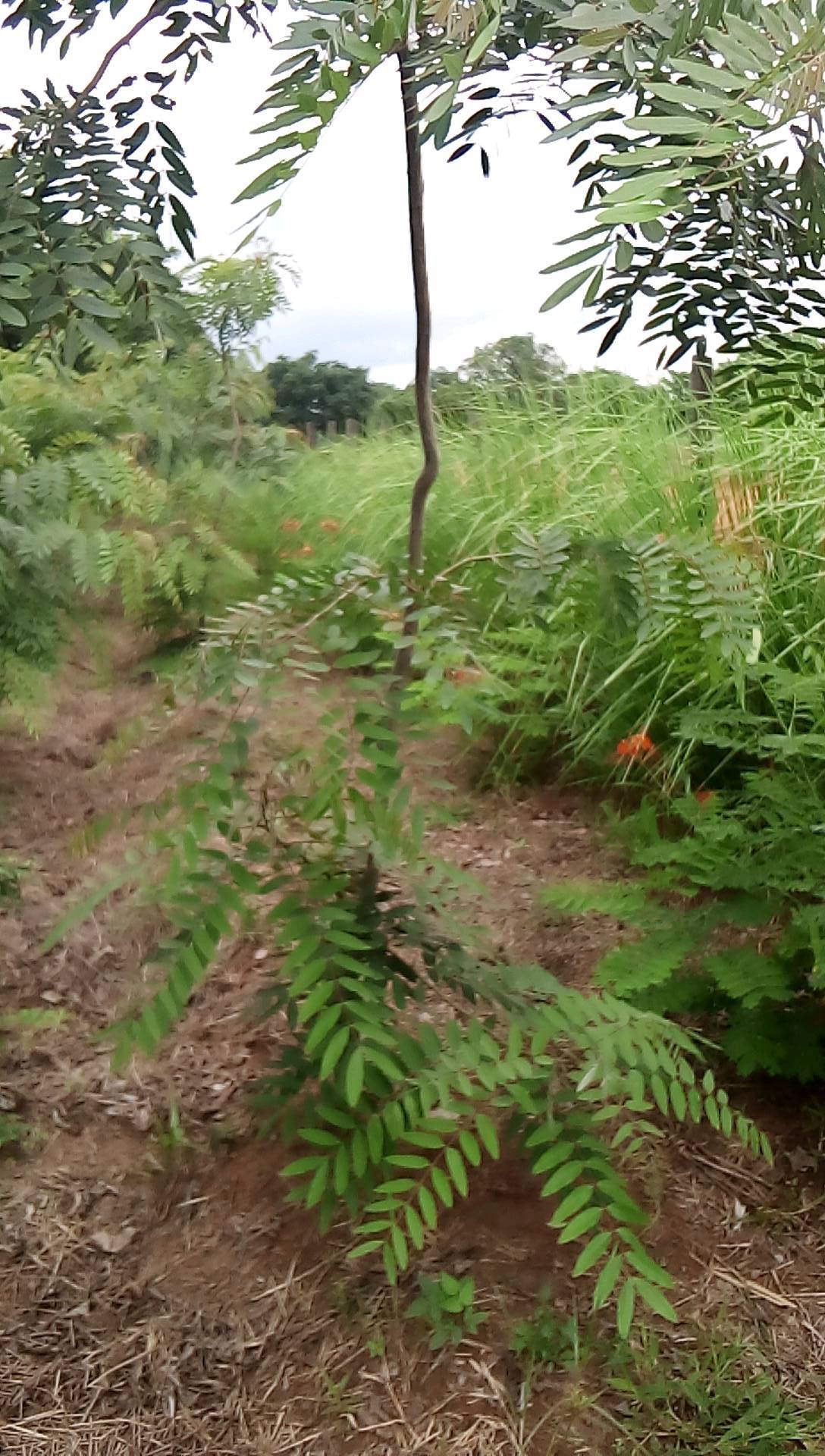 tree