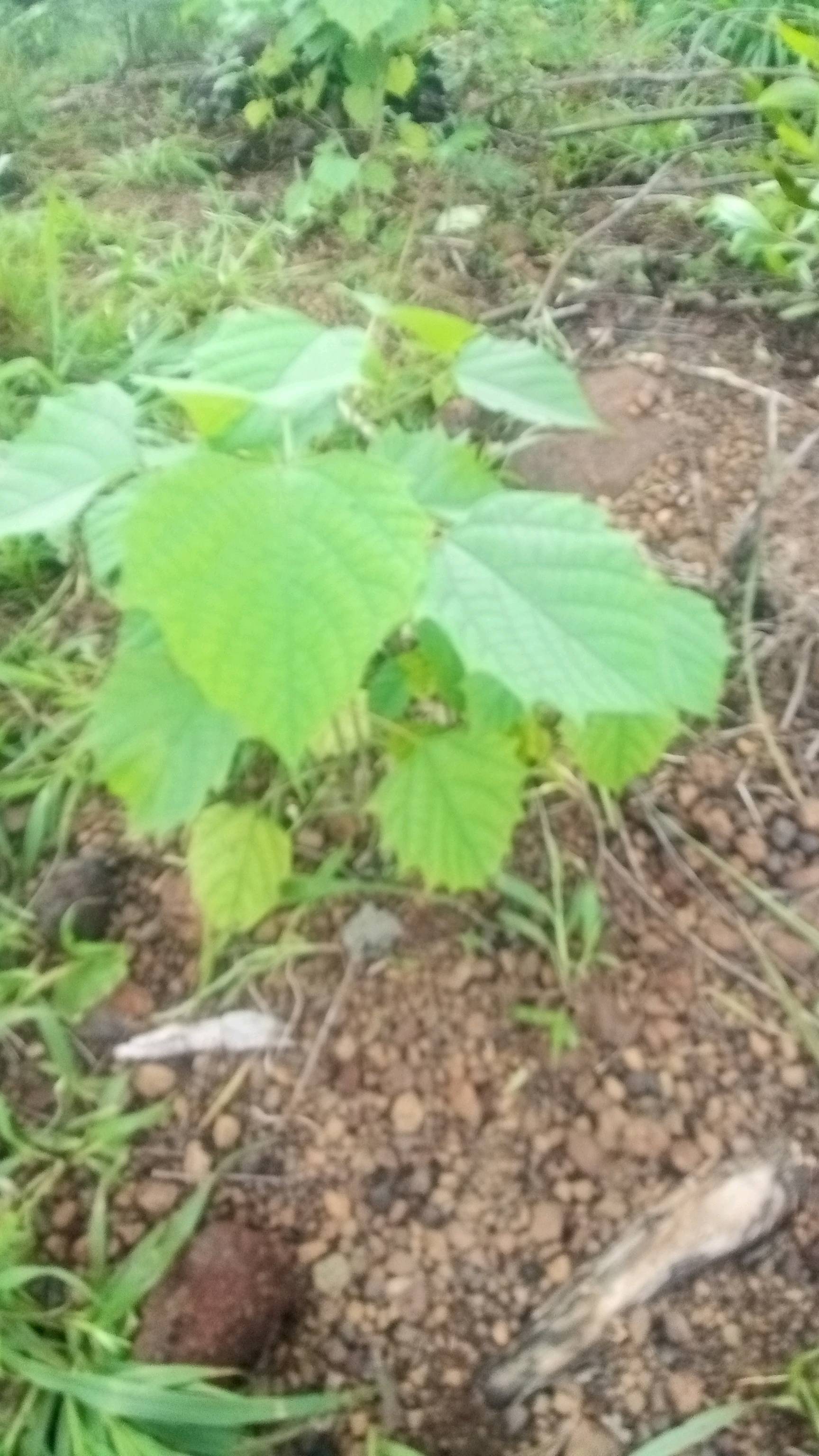 tree
