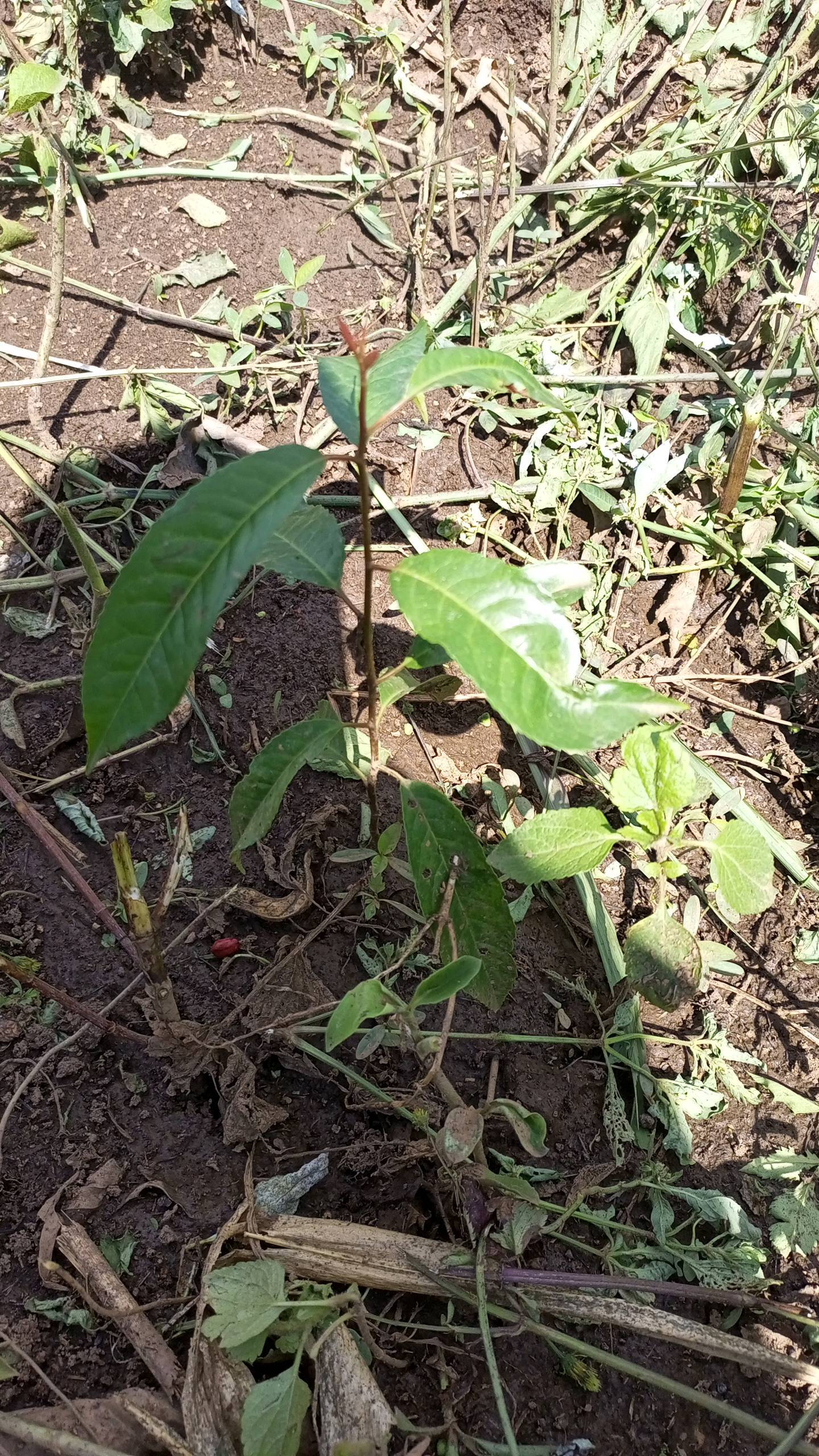tree