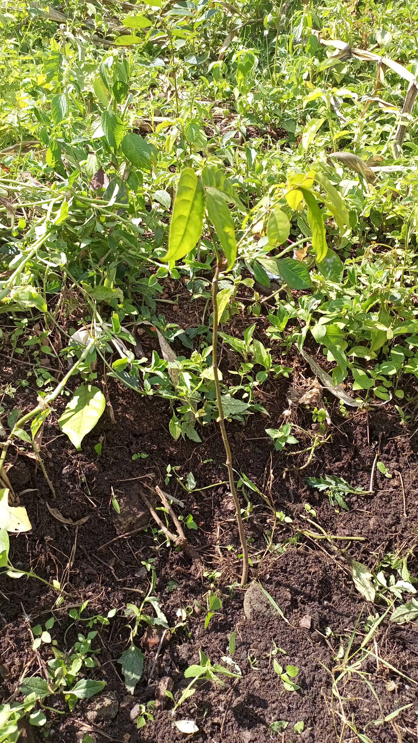 tree