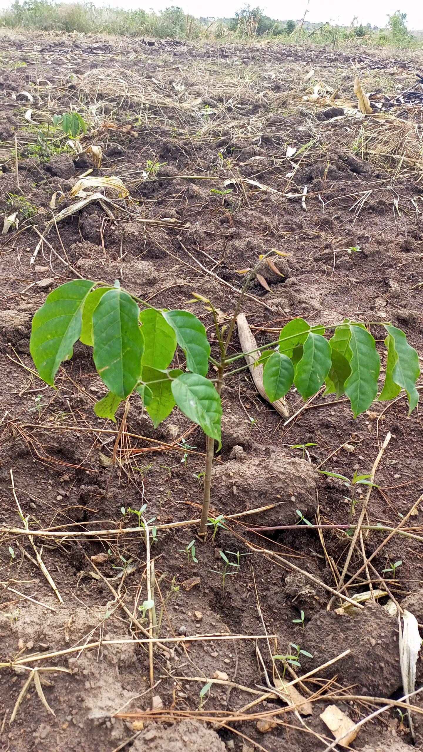 tree
