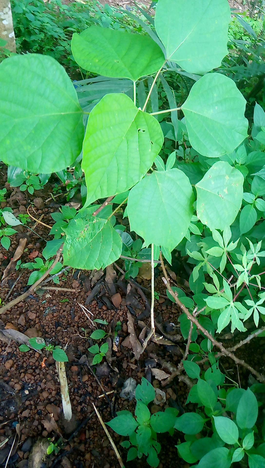 tree