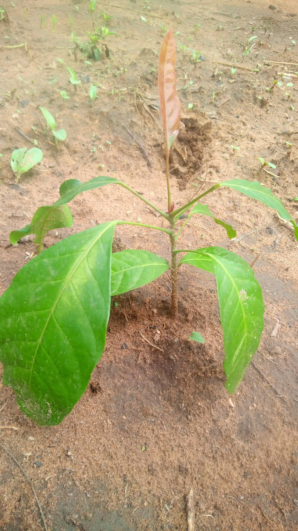 tree