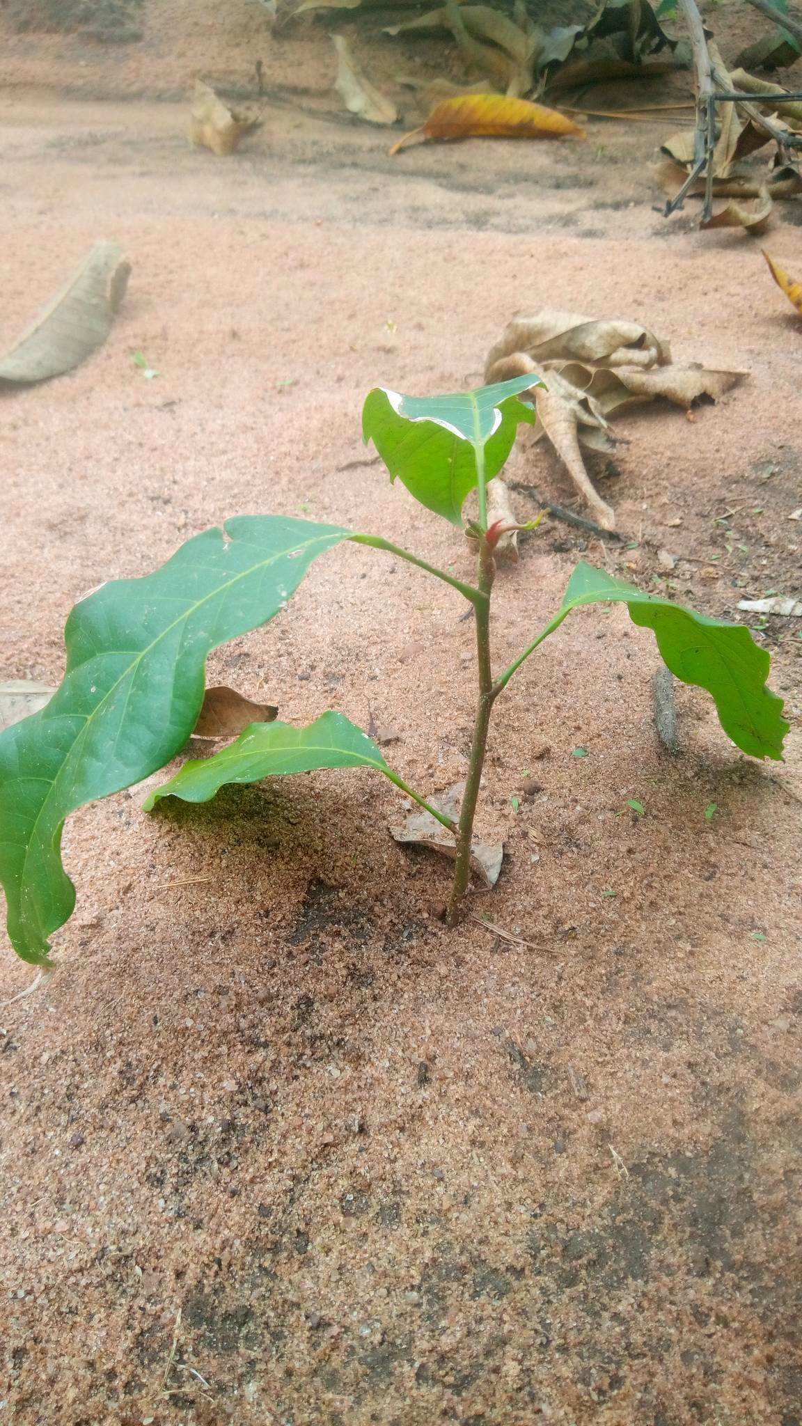 tree