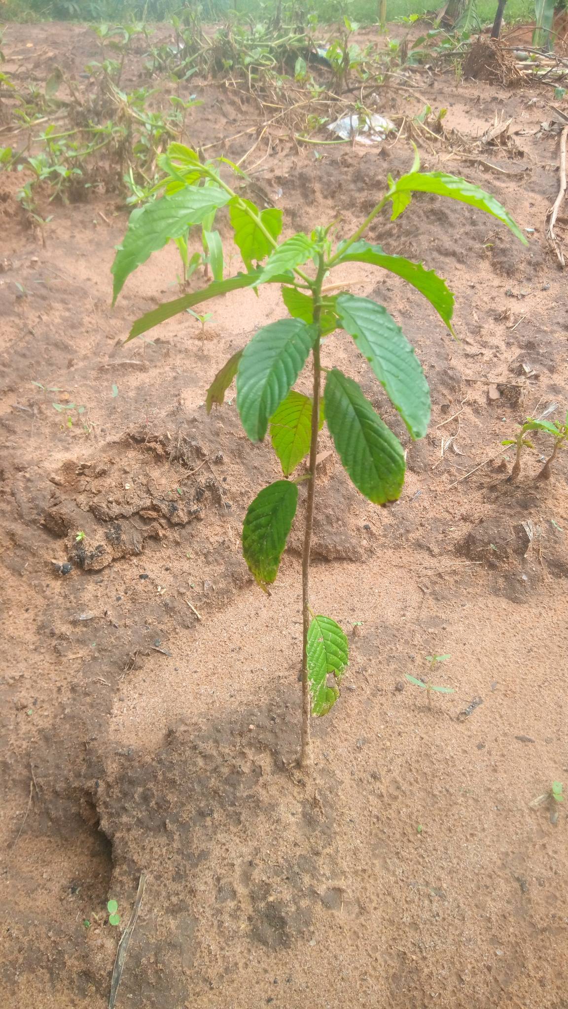 tree