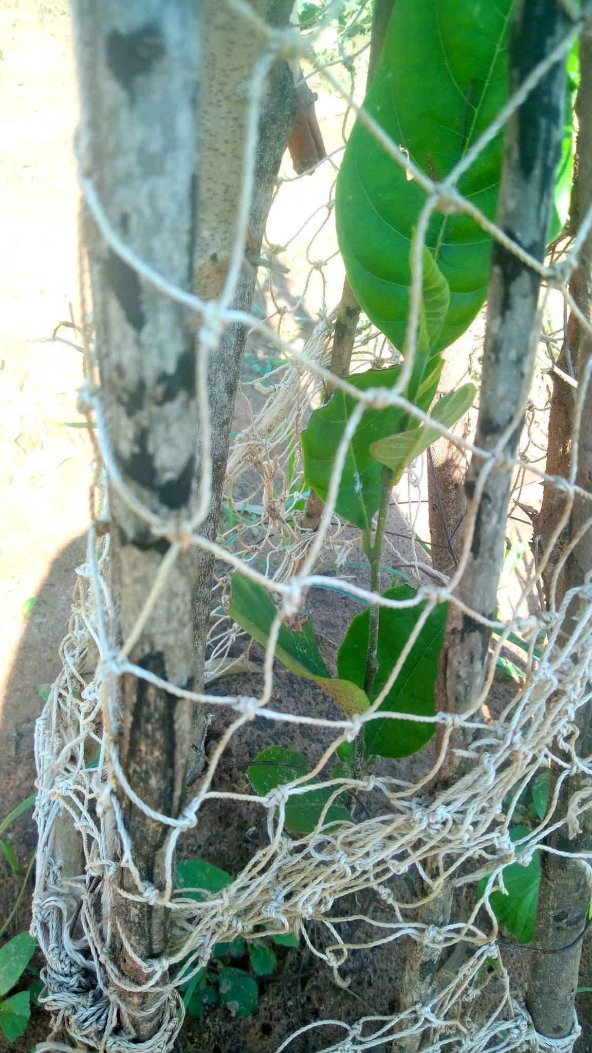 tree