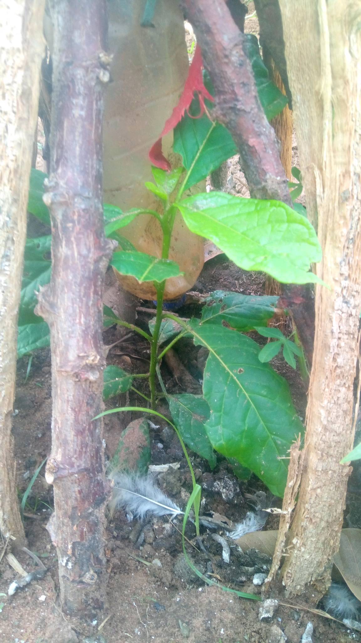 tree