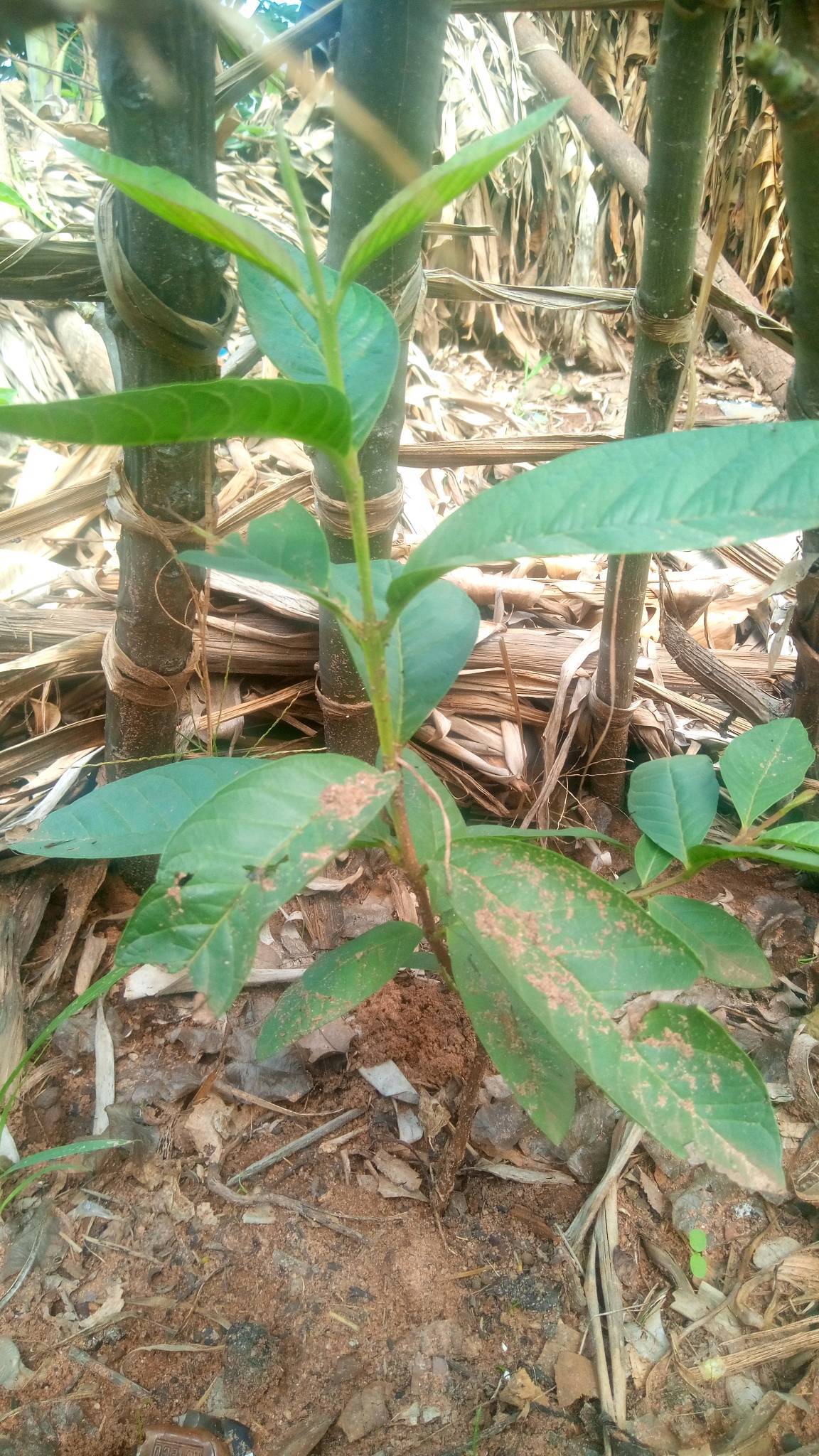 tree