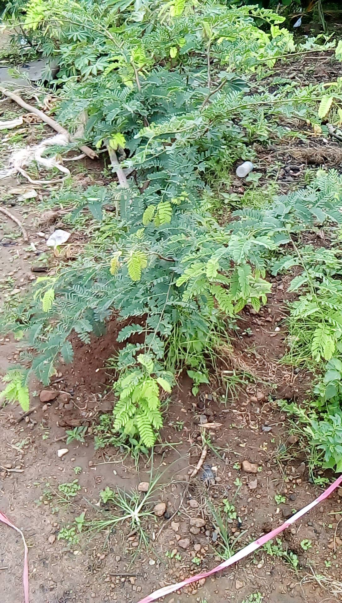 tree