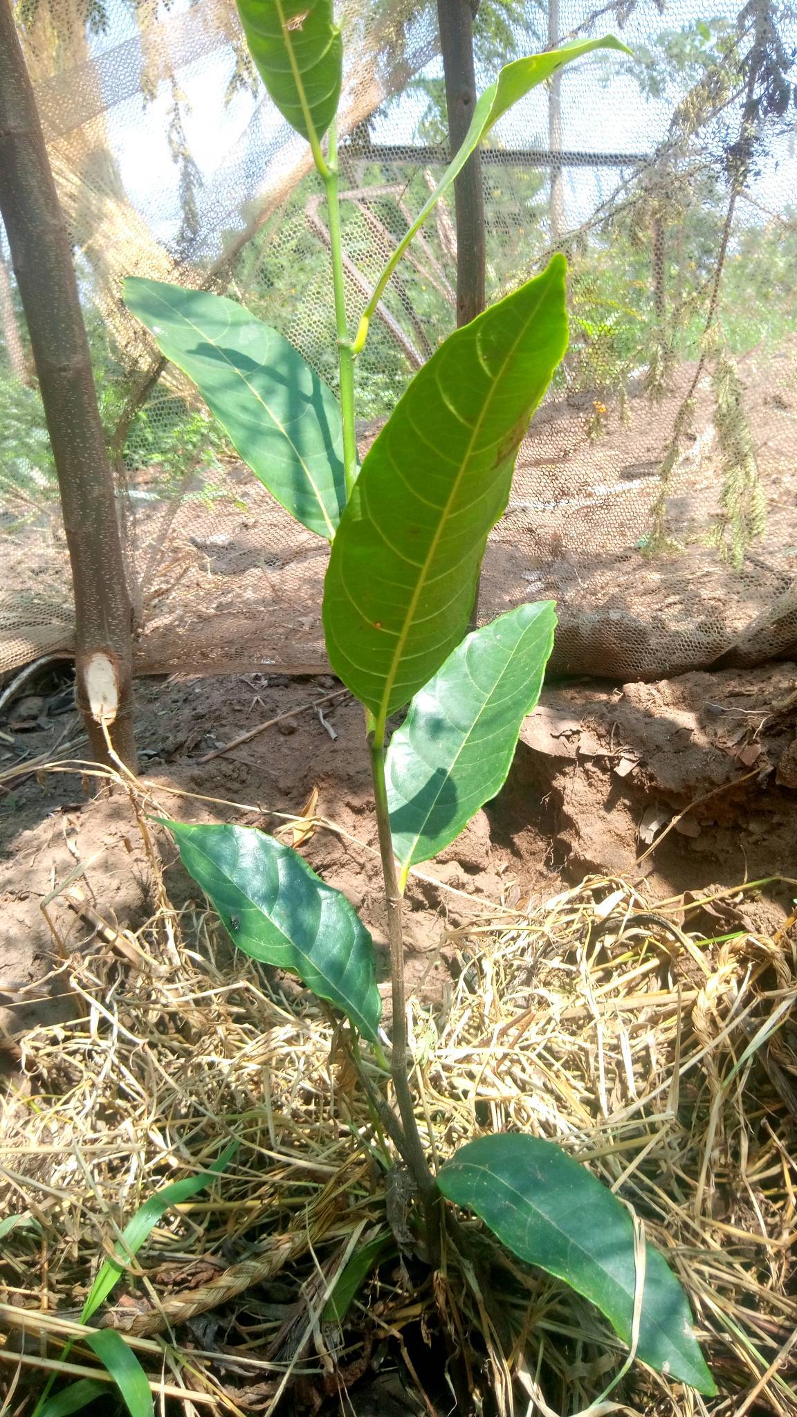 tree
