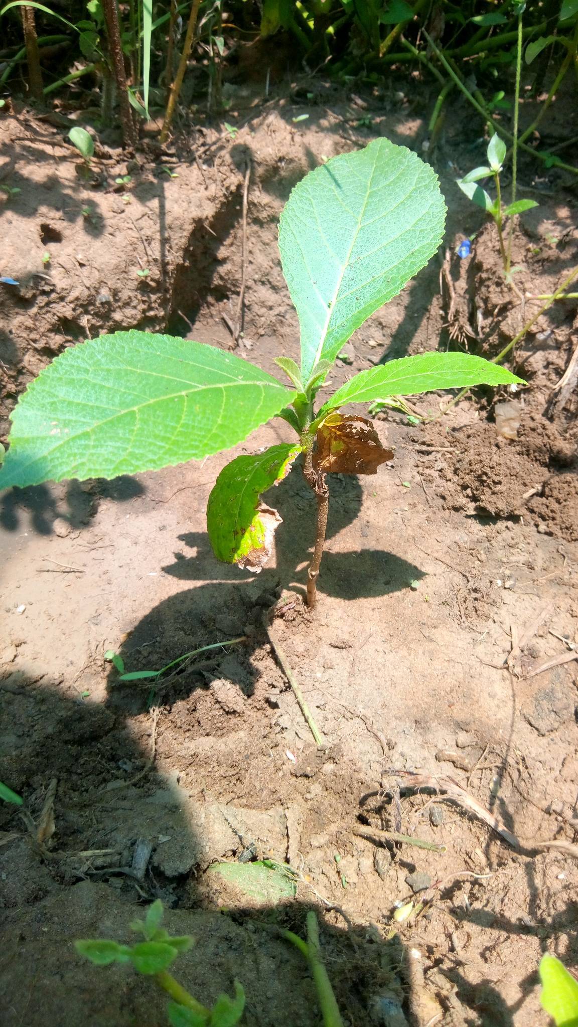 tree
