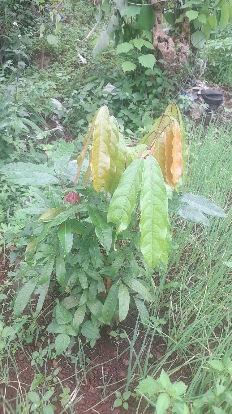 tree