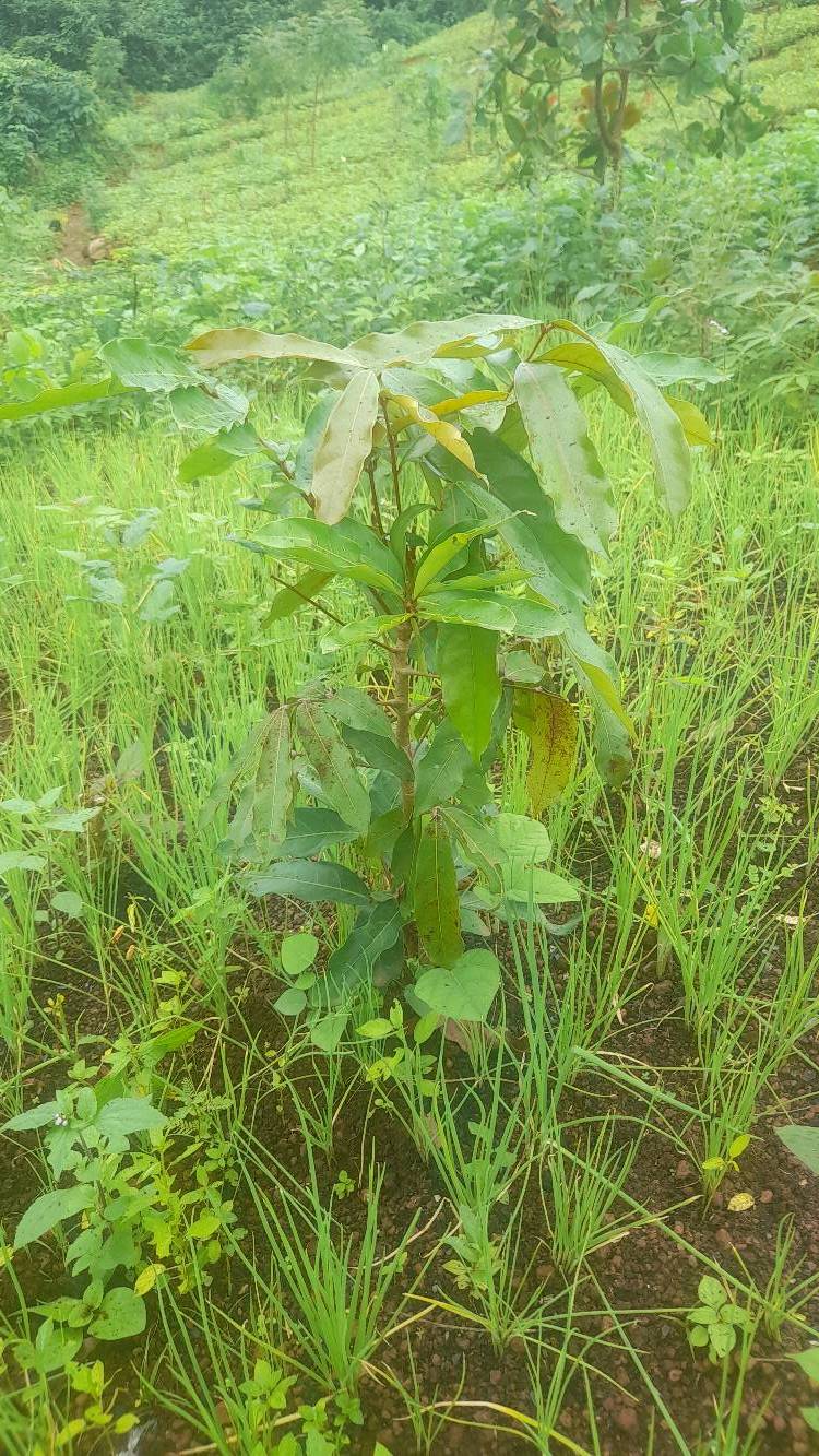 tree