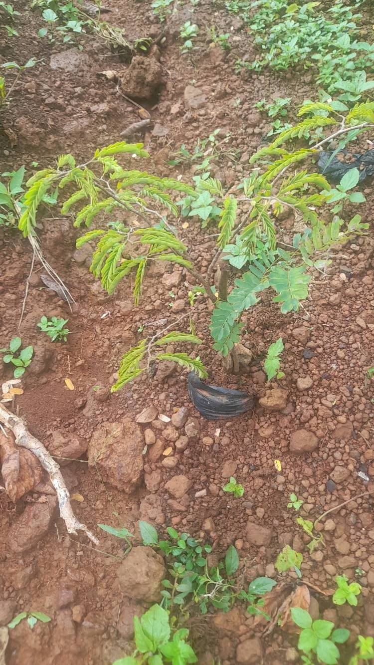 tree