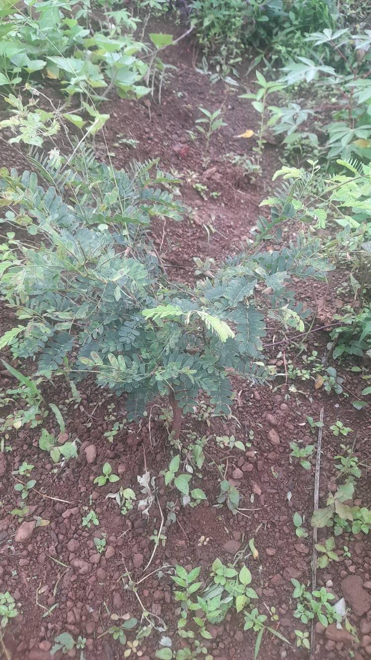 tree