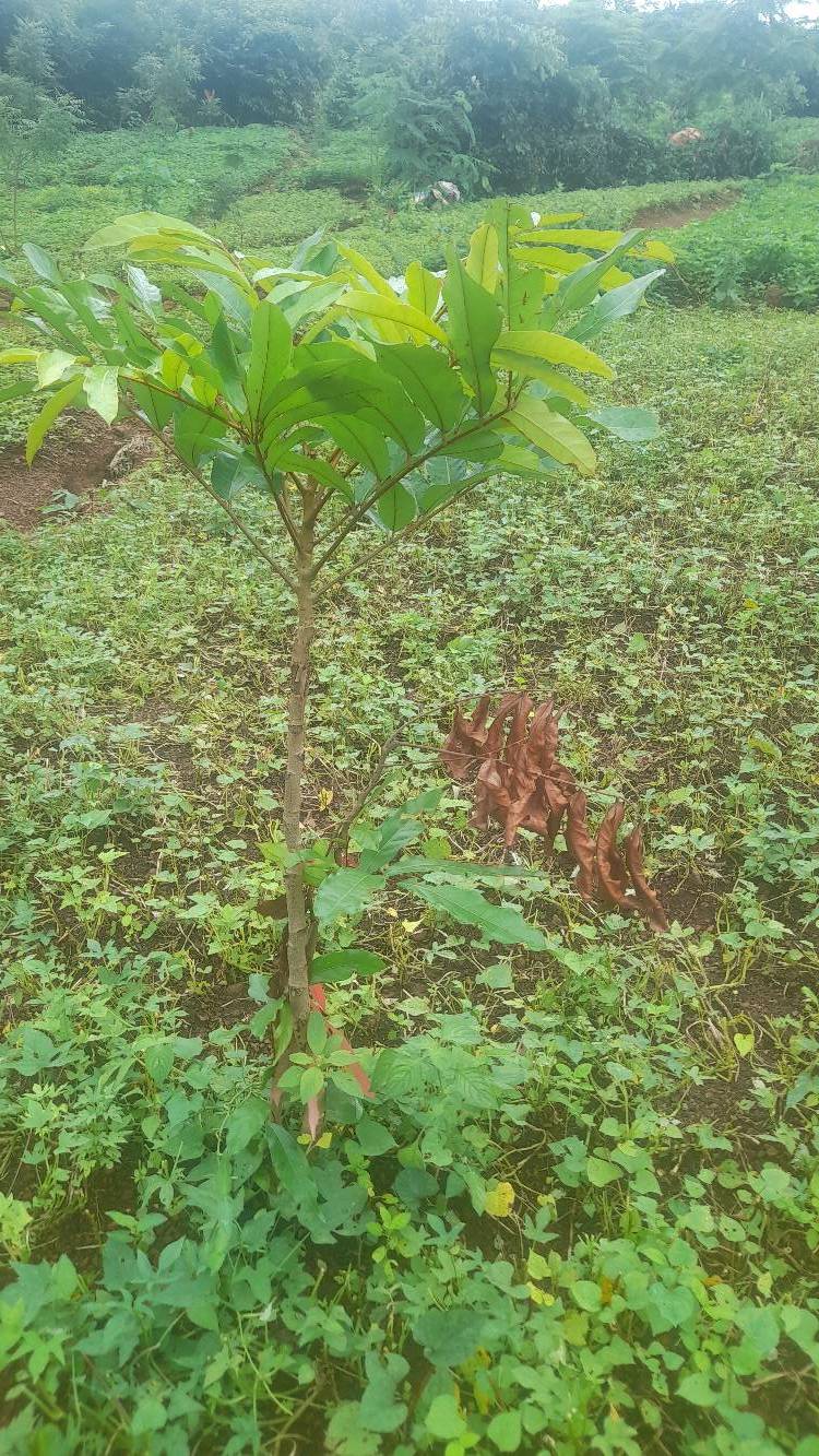 tree