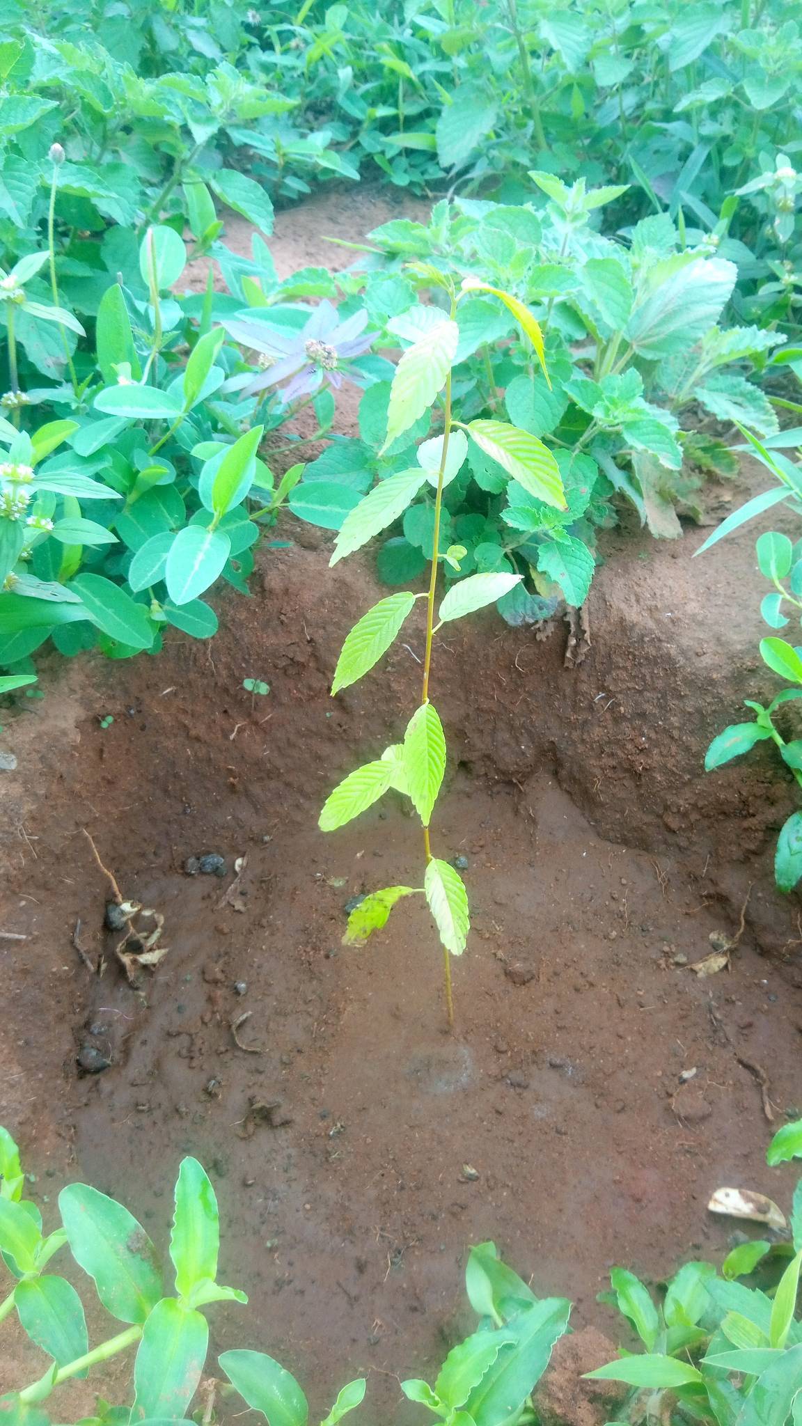 tree