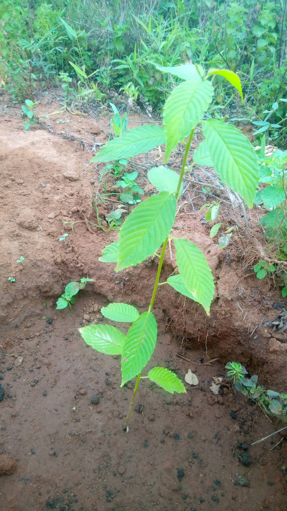 tree