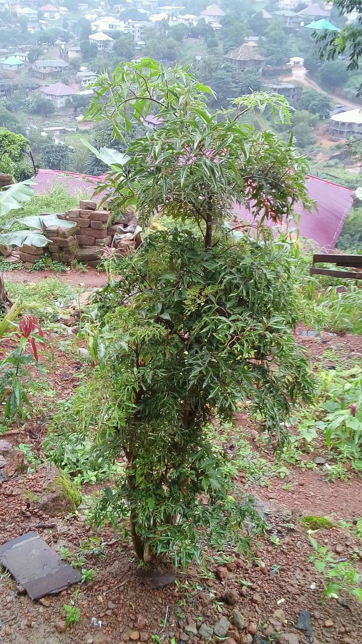 tree