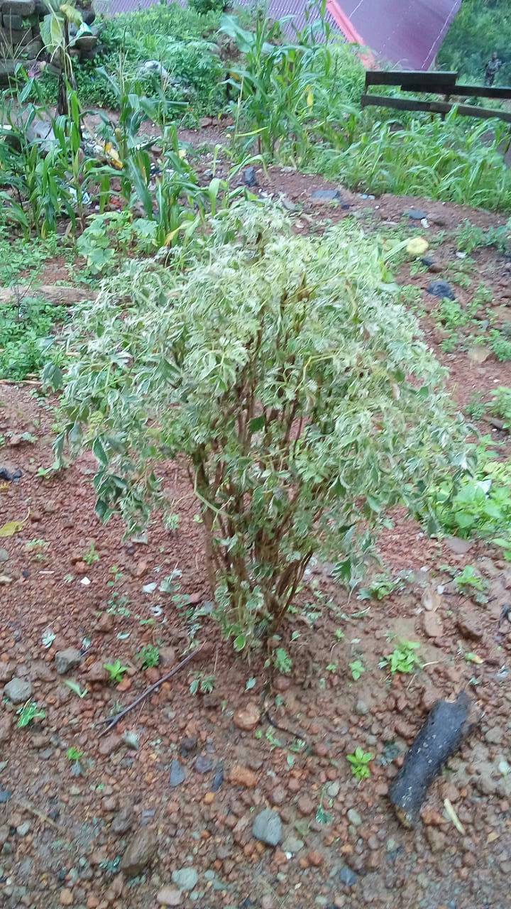 tree