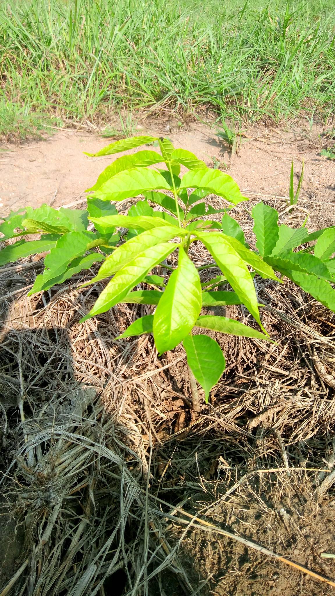 tree