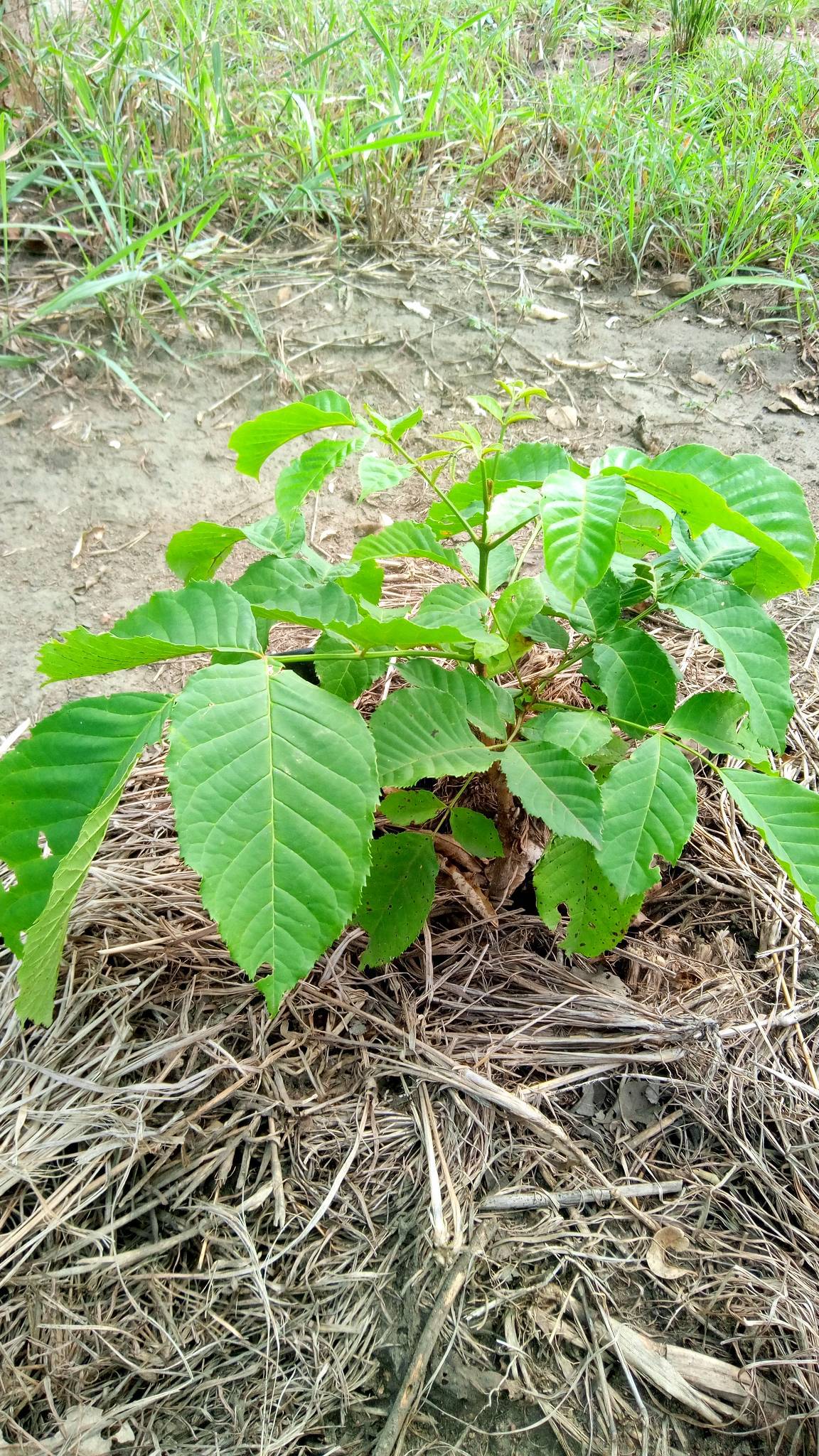 tree