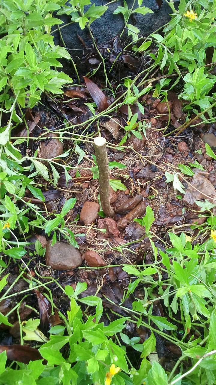 tree
