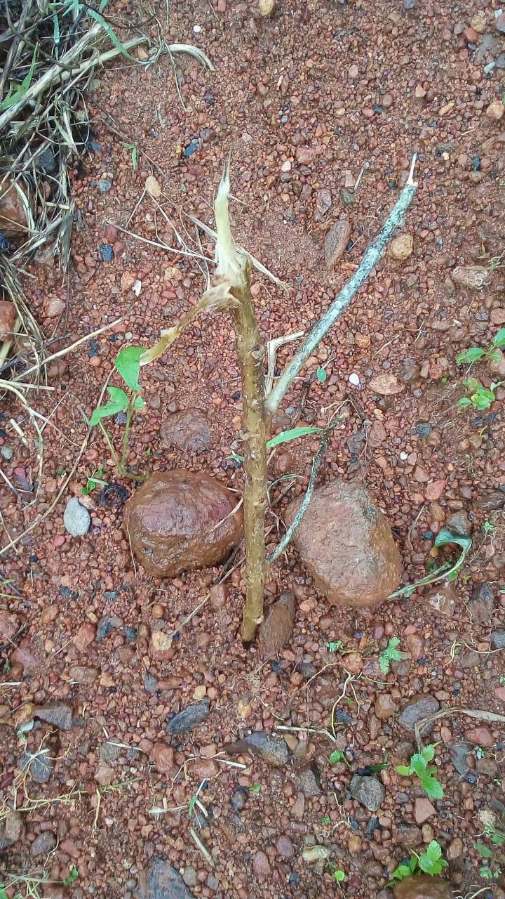 tree
