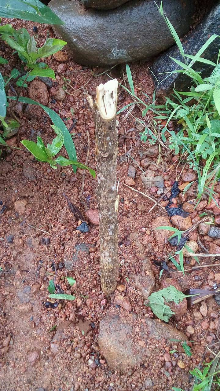 tree