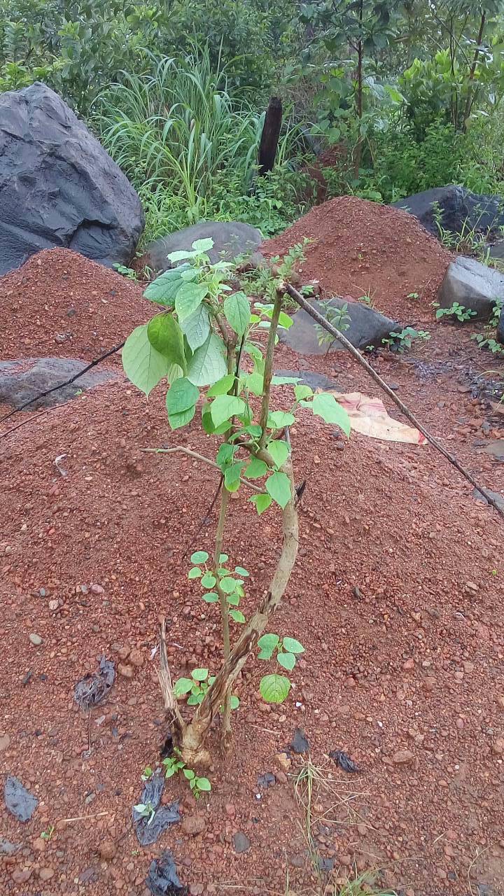 tree