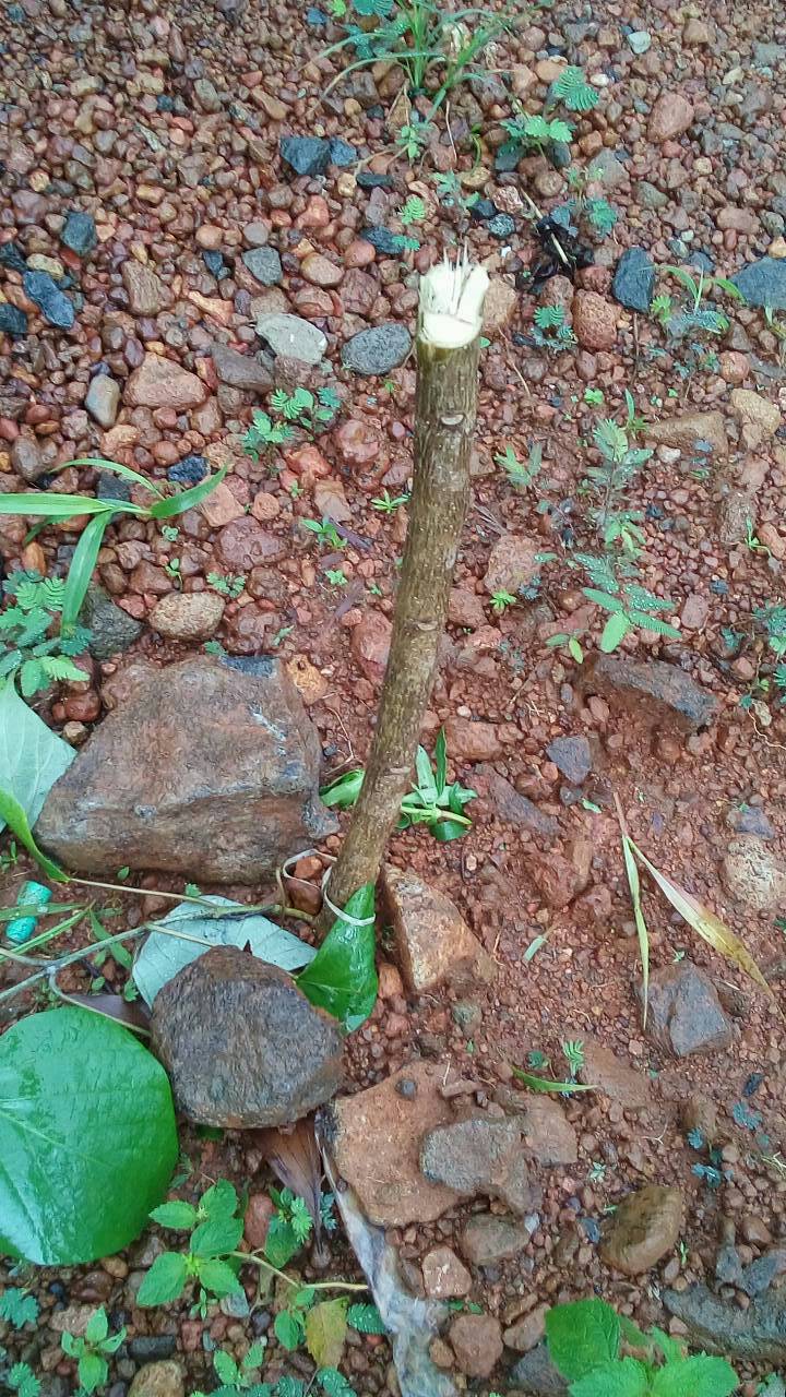 tree