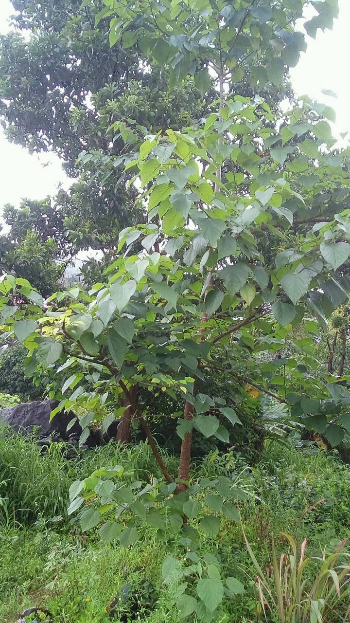 tree