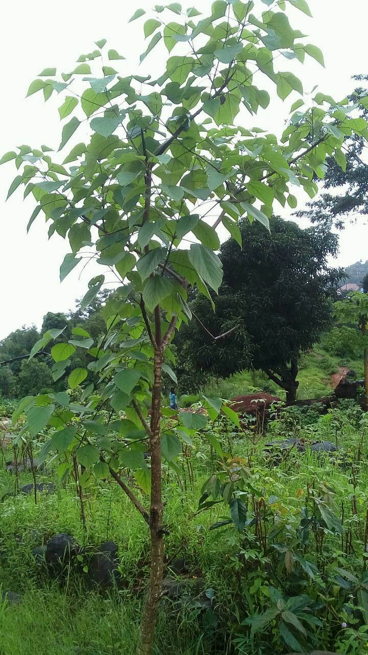 tree