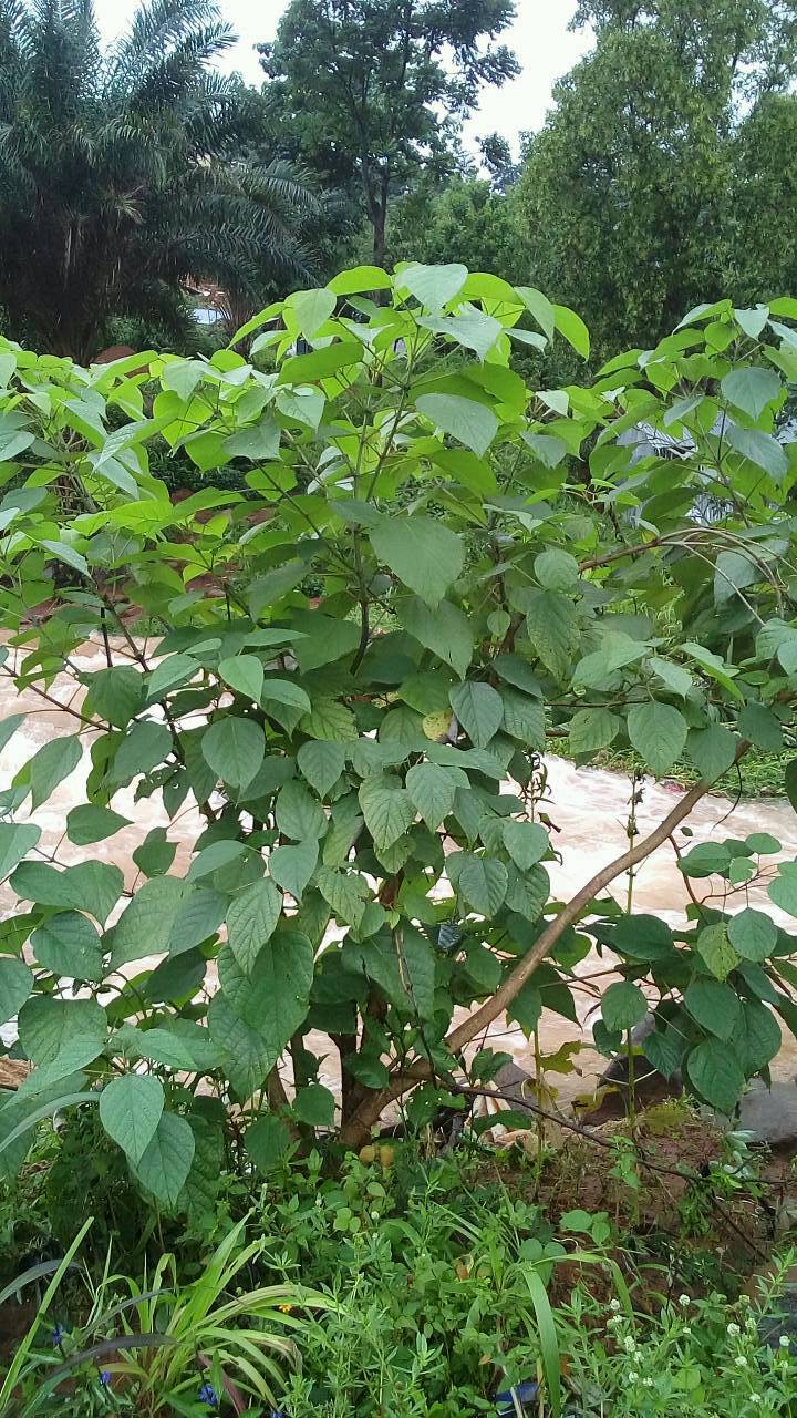 tree