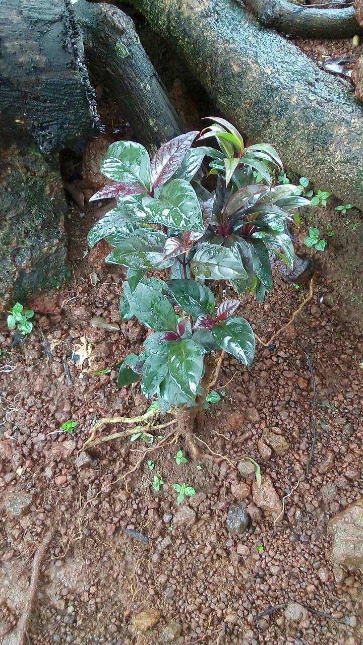 tree
