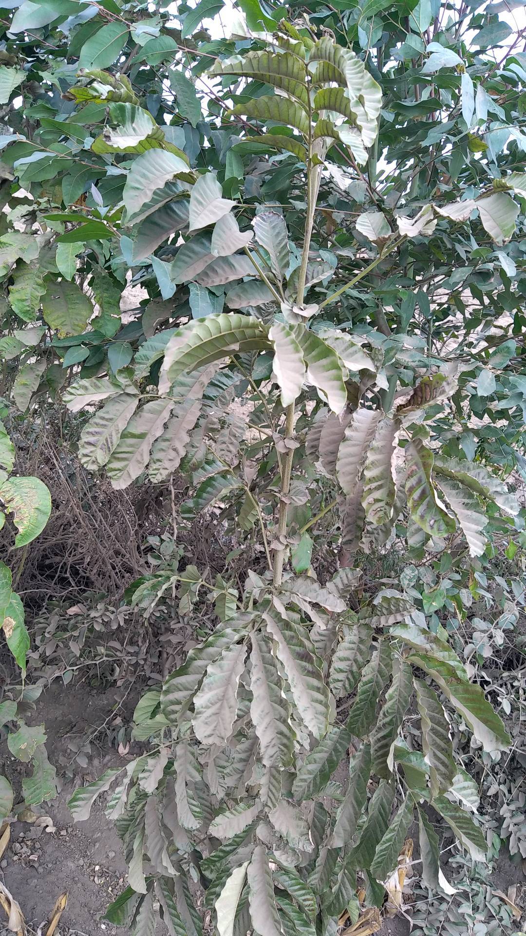 tree