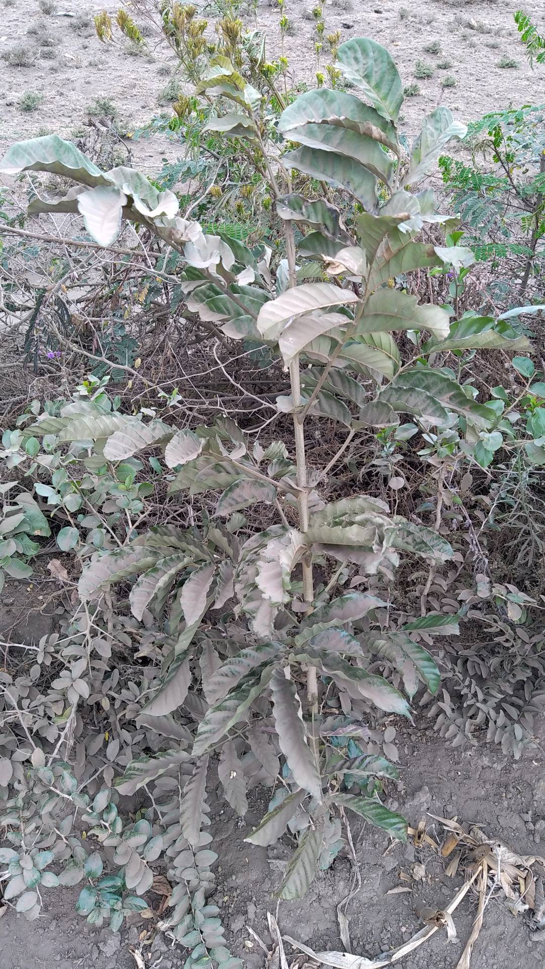 tree