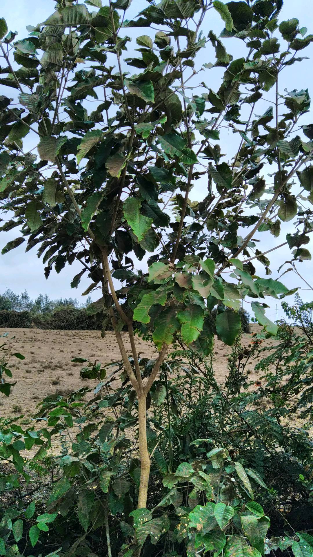 tree
