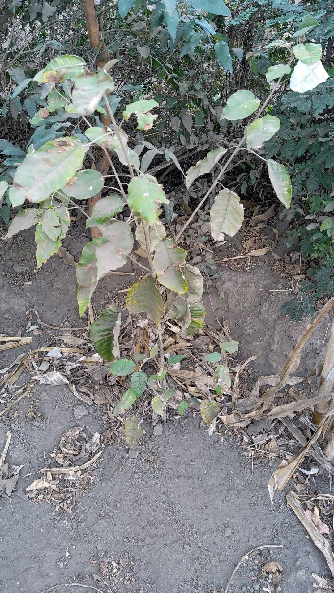 tree