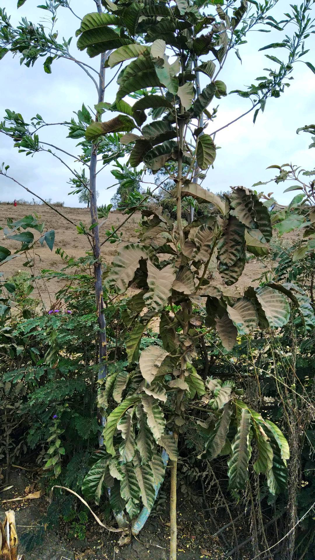 tree