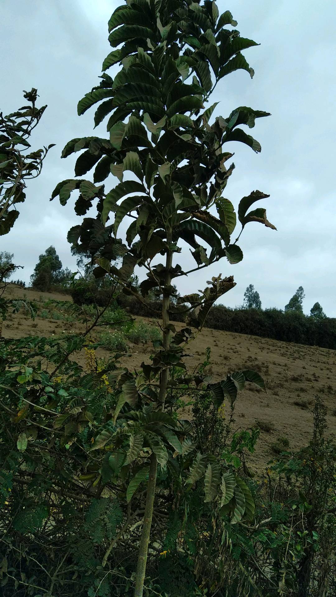 tree