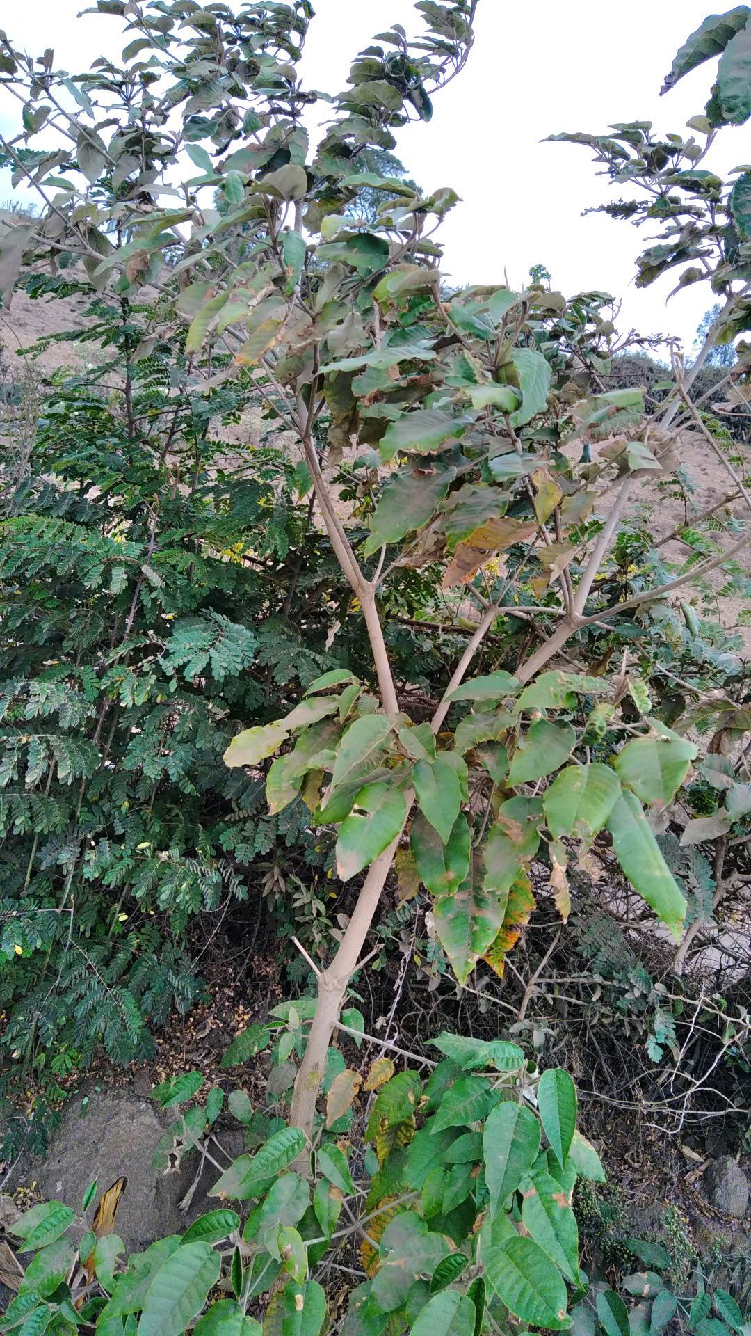 tree