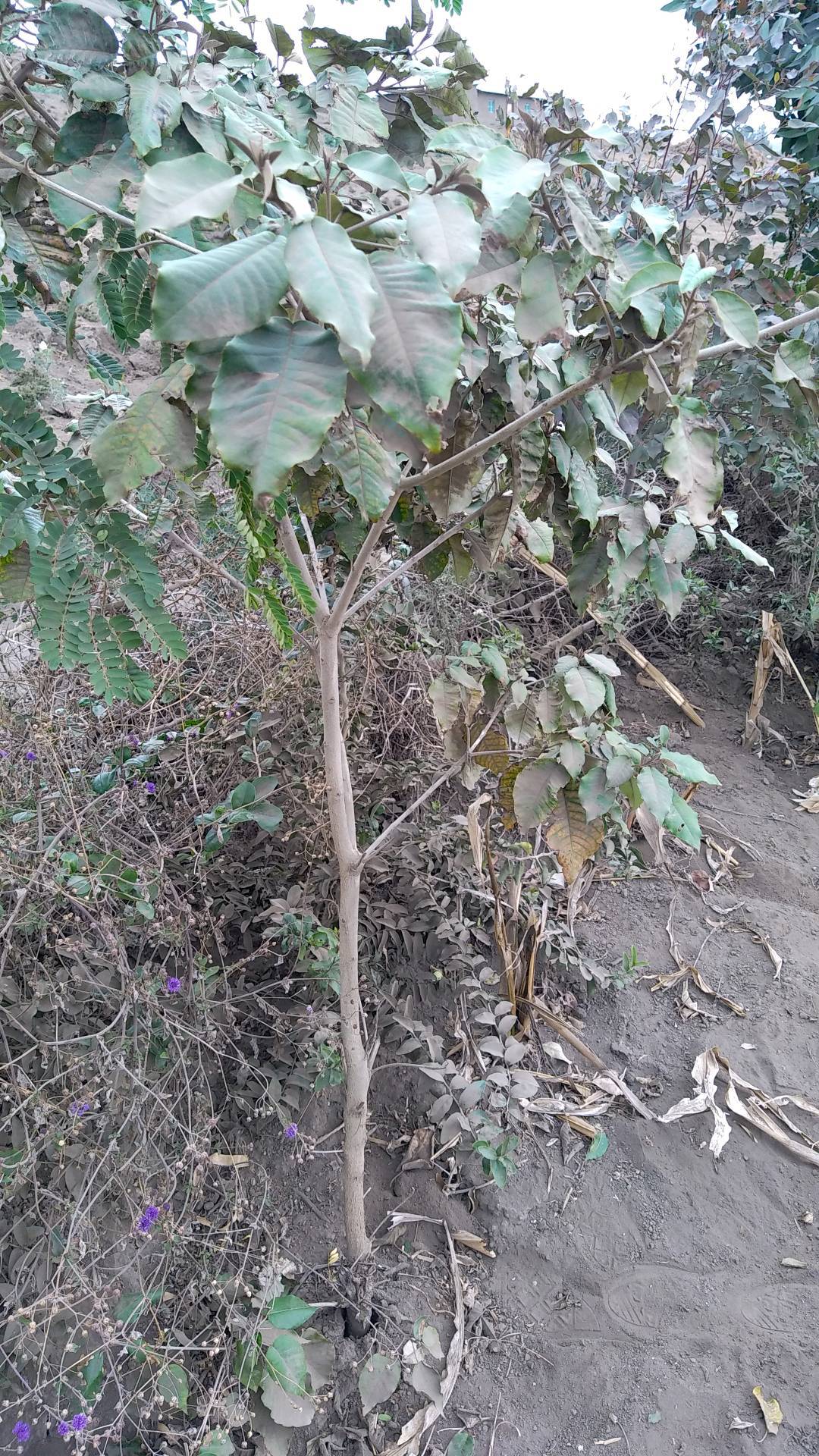 tree